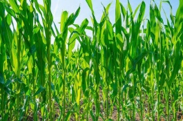 玉米的生长期是多少天，分为苗期、三叶期、拔节期等