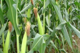 高糯60玉米栽培技术要点，中抗小斑病