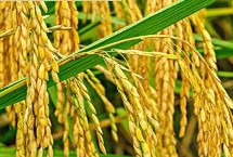 兴农稻3515水稻栽培技术要点，该品种基部叶叶鞘绿色