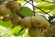 猕猴桃是什么季节的水果，在我国南北各地均有出产