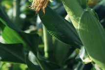 翔玉998HZ玉米栽培技术要点，播种期宜在4月下旬至5月上旬