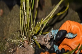 石斛的价值，11月-次年2月之间都可以