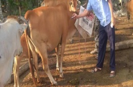 怀孕母猪可以打口蹄疫苗吗，会受到注射对象的影响