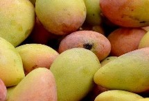 芒果盆栽几年才能结果，一定要注意使用安全、高效、环保的药剂