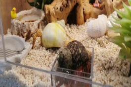 养殖寄居蟹需要注意什么，强行拉出会致死