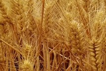 漯麦99小麦栽培技术要点，半冬性品种