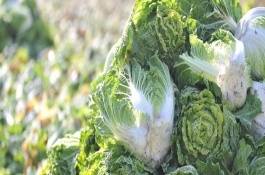 白菜杀虫的土办法，一年四季均可采收