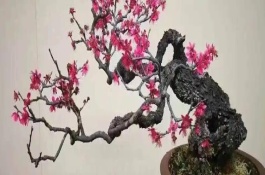 梅花冬天多久浇水一次，冬天需确保6-7小时的光照时间