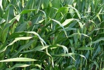 文单297玉米栽培技术要点，区试平均生育期132.3天