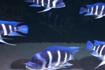 三湖慈鲷能与什么鱼混养，可与三湖的杂鲷混养