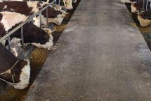 牛圈潮湿怎么办，可增开窗户或放吸水垫料