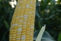 尚谷777玉米栽培技术要点，3月下旬至4月初播种