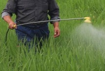 芸苔素内酯在使用过程中注意事项，0.01%芸苔素内酯可溶液剂10ml可兑水15kg