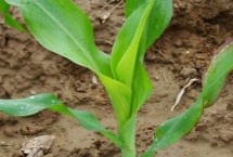 甜蜜785玉米栽培技术要点，春植生育期76天