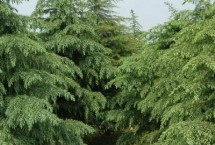 雪松除草方法，喷药时要避开树枝