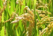 旱两优8号水稻栽培技术要点，全生育期晚稻平均117.1天