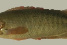 攀鲈鱼的食物，主要以小型鱼类、甲壳类、水生昆虫为食