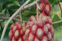 黑老虎怎么施肥最好，最好在秋季可进行