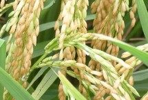 信粳638水稻栽培技术要点，一般每亩施纯氮20－25千克