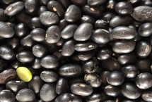 </strong><strong>黑豆</strong><strong>的产地，优质品种主产于江苏、陕西等省份