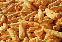 安育607玉米栽培技术要点，在适应区5月5日左右播种