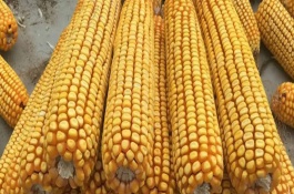 金园15玉米栽培技术要点，中抗茎腐病