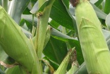 兆和402玉米栽培技术要点，兆和402生育期120.1天