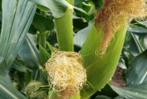 德美2号玉米栽培技术要点，麦收后及时抢墒播种