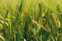 大麦的价格贵不贵，一斤需要2.25元左右