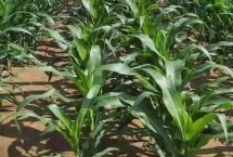 龙垦1141玉米栽培技术要点，选择中等以上肥力地块种植