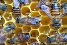 中蜂春繁技术要点，理论上可行但操作性不高