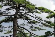 有哪些常见的裸子植物，包括松树、柏树、银杏树等品种