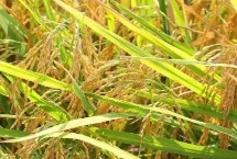 金信丝苗水稻栽培技术要点，秧田亩播种量8千克