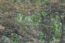 花椒树的用途，这3大用途你知道吗