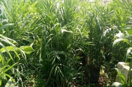 夏威夷竹叶子干枯发黄怎么办，生长季节每个月追施1-2次氮肥