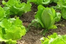  种生菜选择什么肥料好，肥沃深厚且疏松透气能排水即可