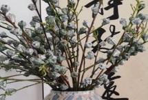 尤加利的花语，非常适合在室内养