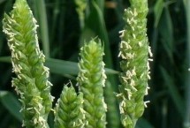 中麦6032小麦栽培技术要点，为中强筋品种