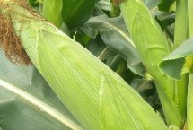 荃玉709玉米栽培技术要点，亩播种量5千克左右