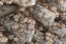 香菇产量低是什么原因导致的，气温超过13℃有助于菌种萌发