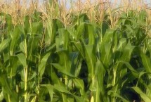 利合869玉米栽培技术要点，播种时施足底肥