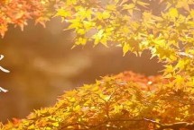 秋分饮食习俗南北有何不同，最早源于秋分祭月