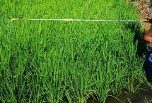 噻虫嗪和吡虫啉哪个好，比吡虫啉更有优势