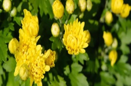 盆栽菊花怎么过冬，夏季每天都浇一次水