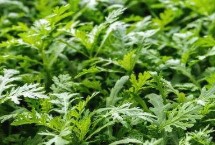 茼蒿种植多久能收获，割了一茬后一个月后可再次采割