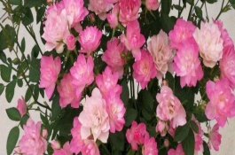 微型月季只长叶不开花怎么回事，宜选用直径20公分左右的花盆