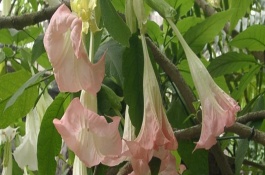 曼陀罗怎么繁殖，曼陀罗有剧毒