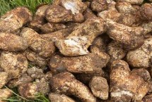 松茸可以养殖吗，林芝、南华、雅江等地产的松茸品质佳