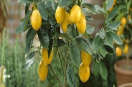 金樱子什么季节开花，是可以结果的