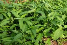 哪些蔬菜适合在6月份种植，空心菜、黄瓜、西葫芦等品种比较耐高温